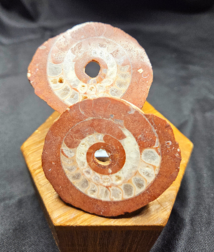 Ammonite Fossil (A)