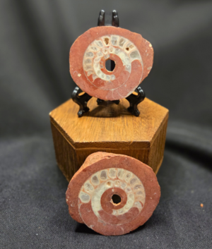 Natural Ammonite Fossil (A)