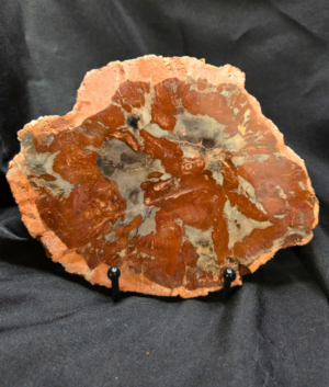 Natural Petrified Wood Slab