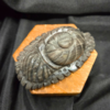 Silver sheen sea creature